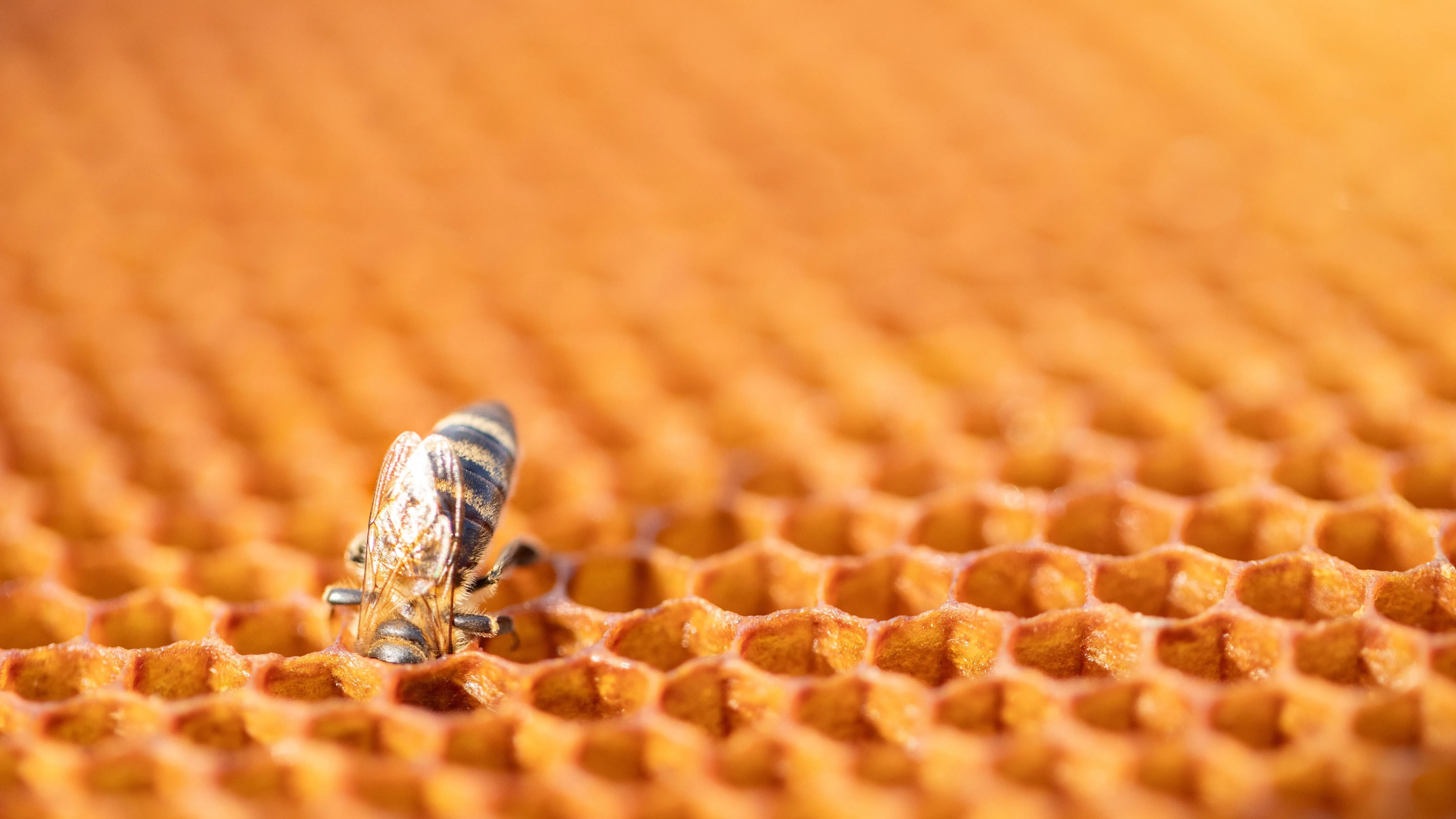 Kvíz kérdést ábrázoló kép