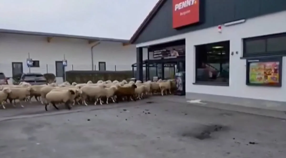 Birkanyáj özönlött be a Penny egyik áruházába