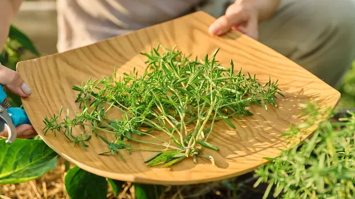 A borsikafű és a kolbásztök egészségügyi előnyei