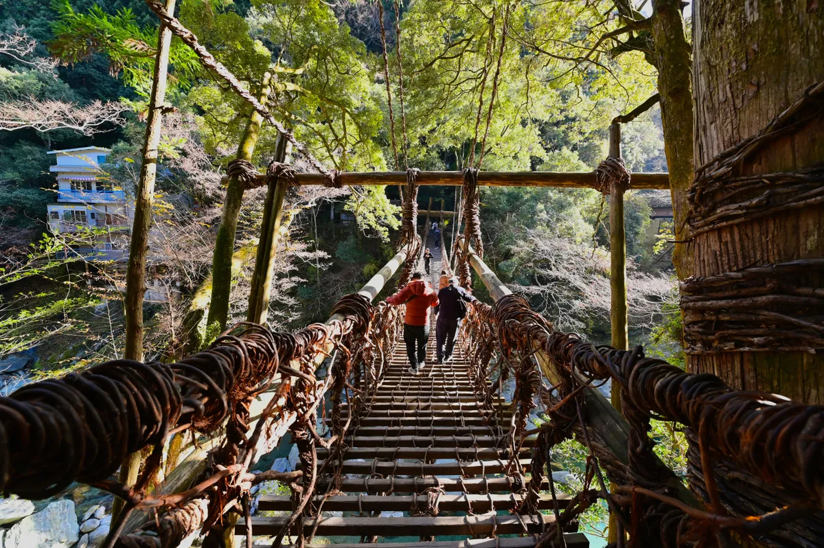 A japán Iya-völgy lián-hídja, a Kazurabashi arról a természetes anyagról kapta a nevét, amiből készült: a hegyi növények indáiról (kazurabashi).