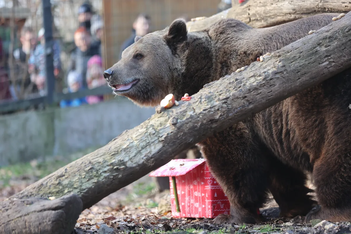 Medve előbujt az odújából a Gyertyaszentelő Boldogasszony napján.
