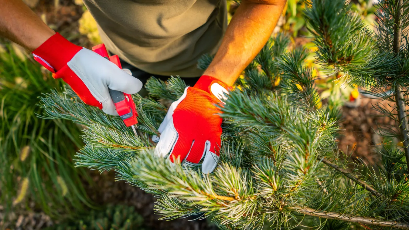 Így készíthetünk fenyő tűlevélből ablaktisztítót