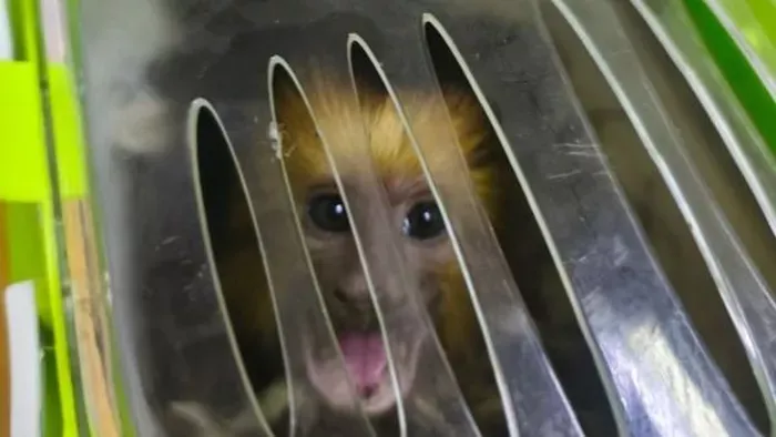 Dobozban csempészett majmot találtak hazánkban