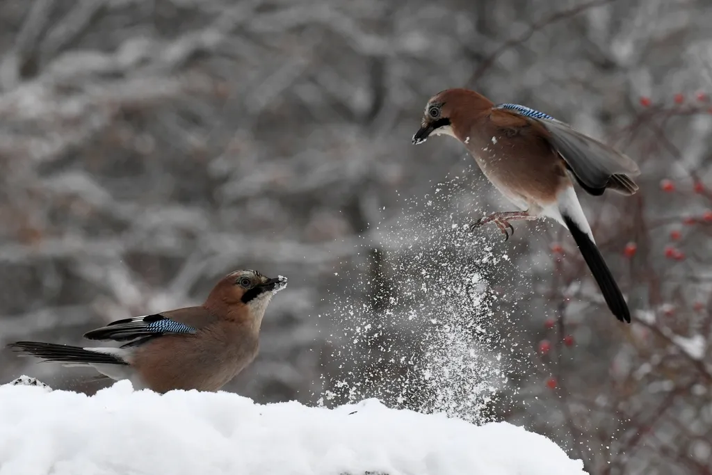 mesés a rideg telet a magyar erdőkben 