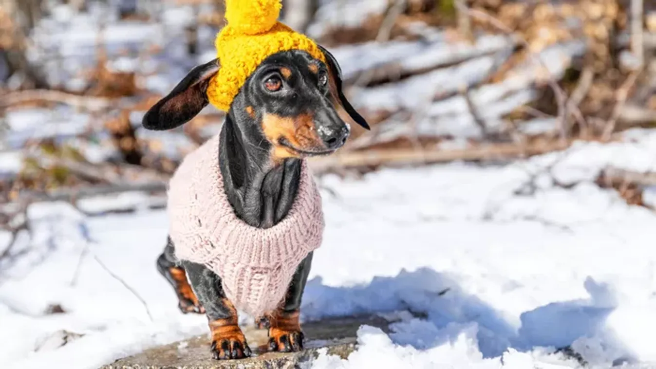 Kutya téli gondozása – Így óvd meg kiskedvenced a hideg hónapokban