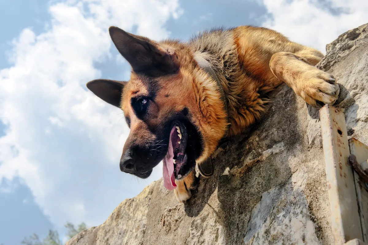 Egy kép Rexről a kvízben.