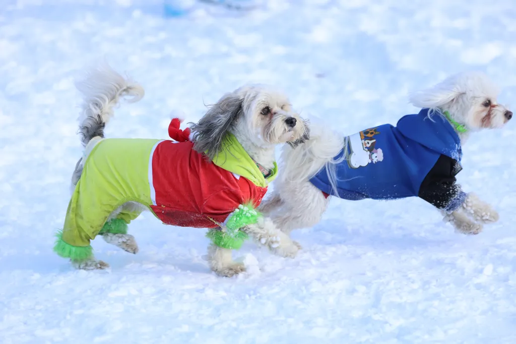 Normafa, hó havazás