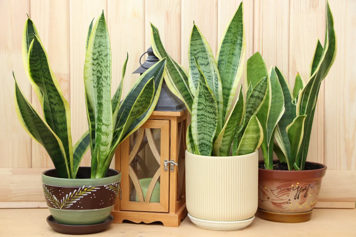 Anyósnyelv kaspóban