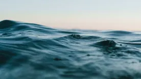 Újabb támadás Sydney-ben: 12 éves fiút harapott meg egy cápa – videó