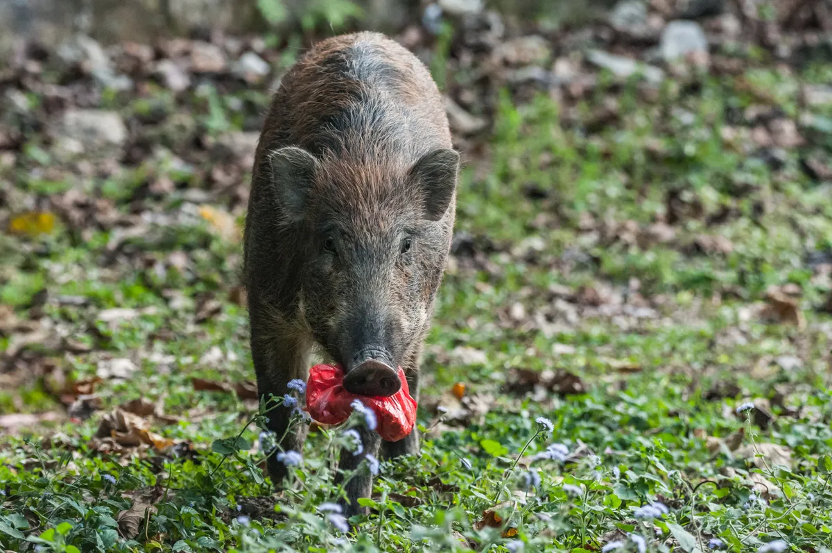 Vaddisznó elleni védekezés: vaddisznó piros teli szemetes zsákkal a szájában, ami élelmet jelent számára 