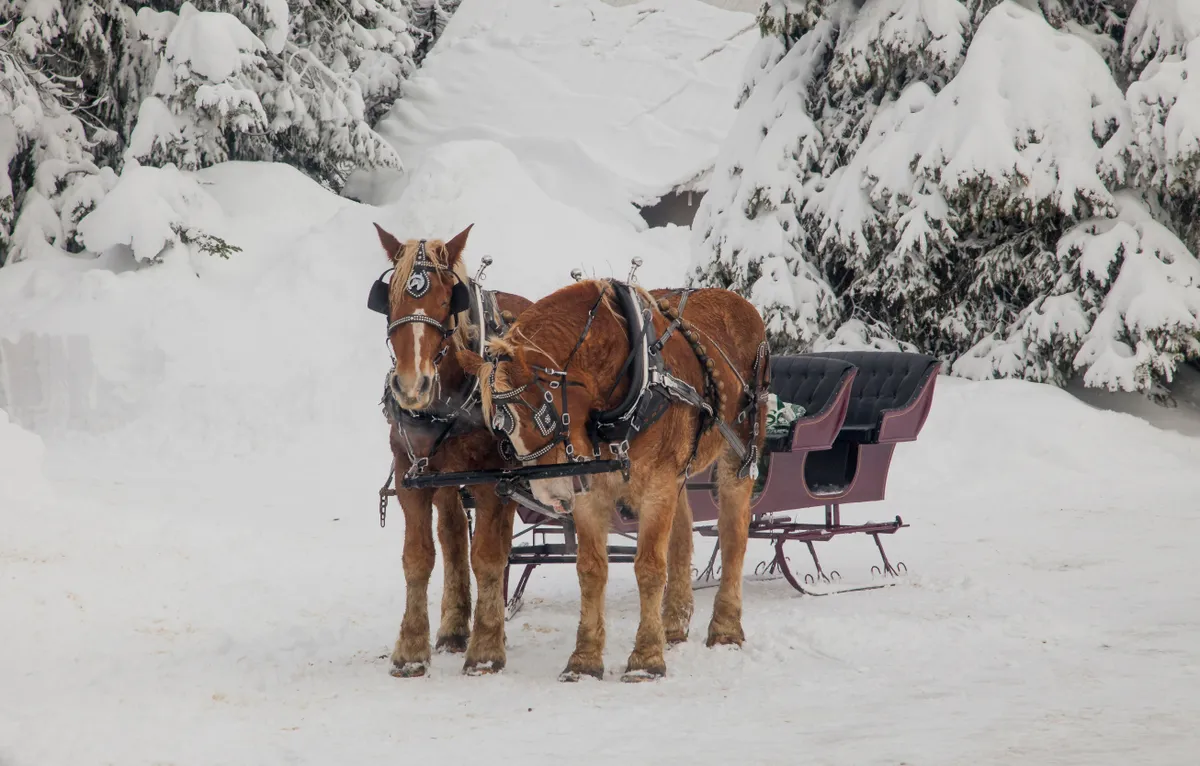 Lovasszán két lóval egy hóval borított tájon a népszerű havas úti célok egyikén