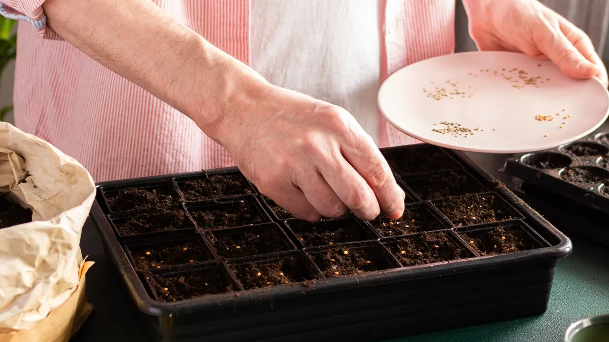 Milyen magokat ültessünk februárban? Virág magvakat ültető férfi. 