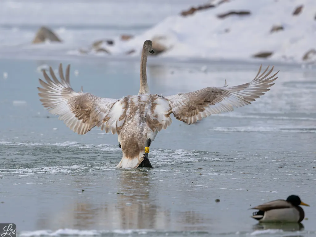 Fotósorozat készült a balatoni élővilágról. 