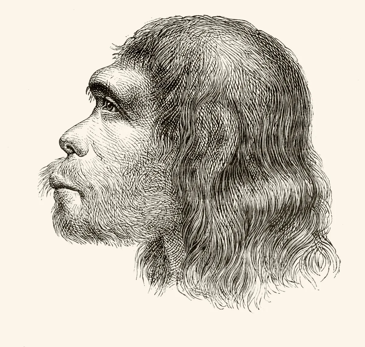 Neandervölgyi ember illusztrált rajza