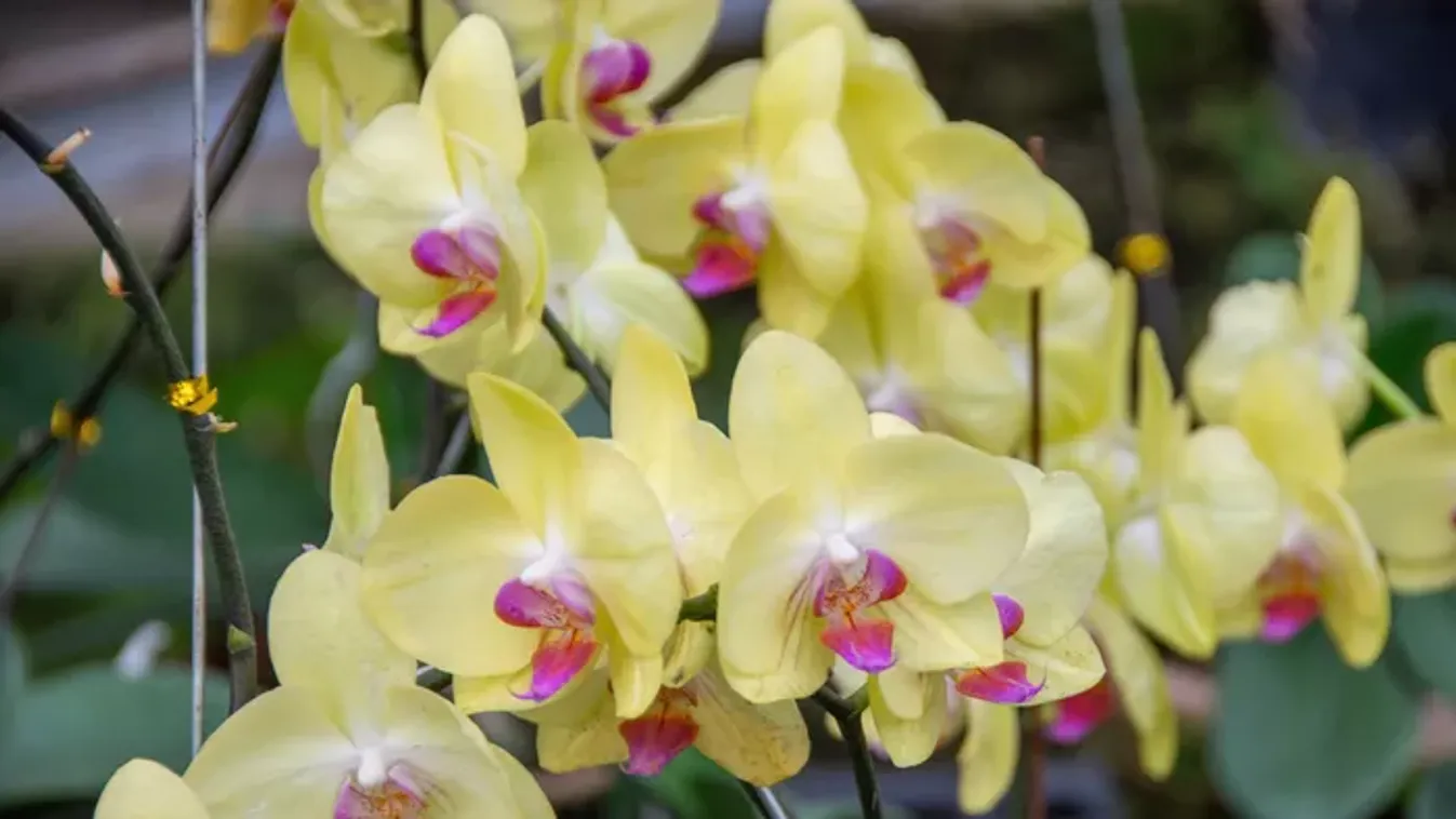 A titkos konyhai alapanyag, amitől álomszerűen virágzik majd az orchidea