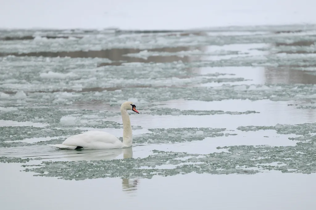 mesés a rideg telet a magyar erdőkben 