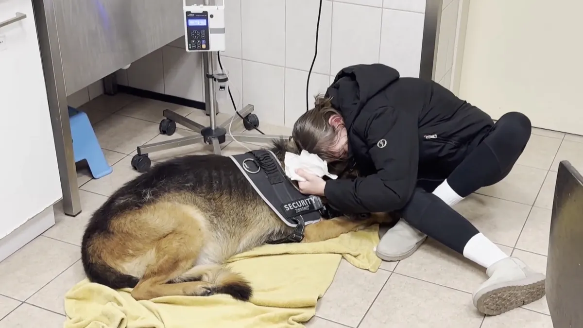 Vészhelyzet az állatkórházban