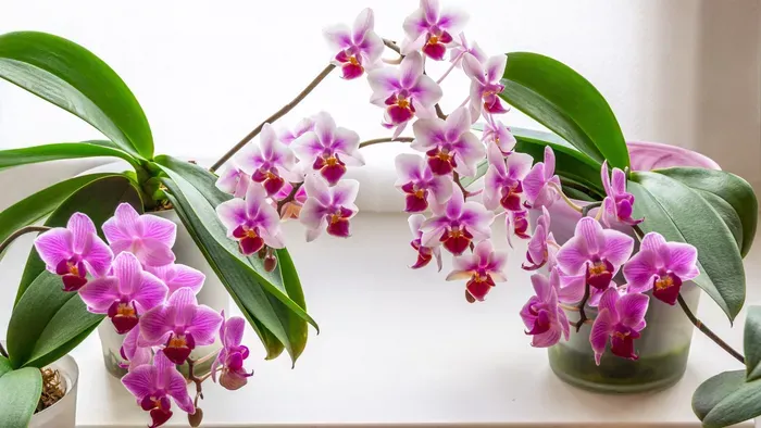 Ha így öntözöd az orchideát, biztosan elpusztul
