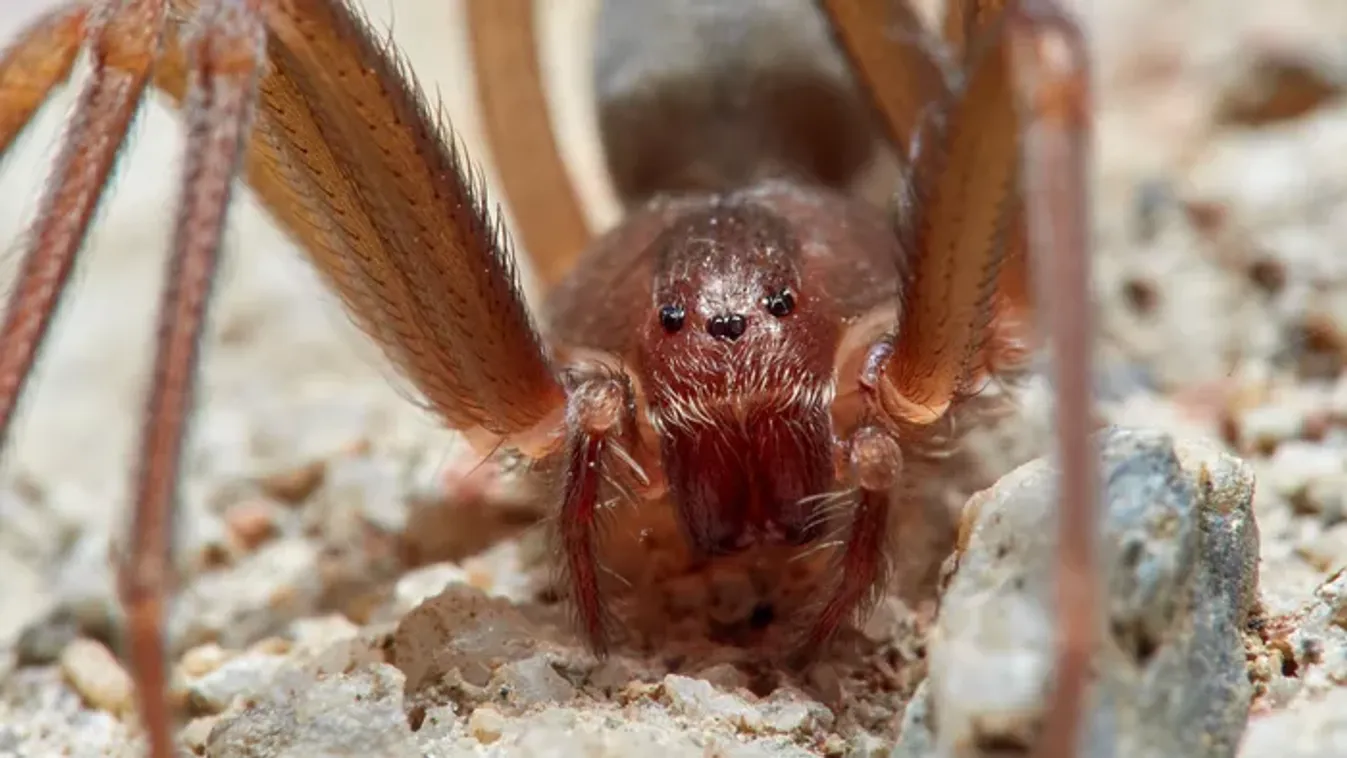 Fájdalmas pókcsípés: figyelmeztetést adtak ki a spanyol üdülőhelyeken