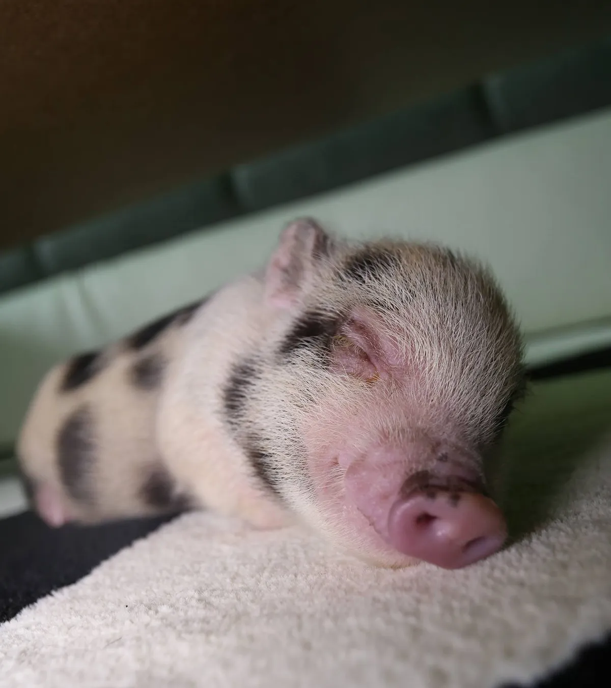 Rupert, a híres minnesotai törpemalac alszik az ágyon. 