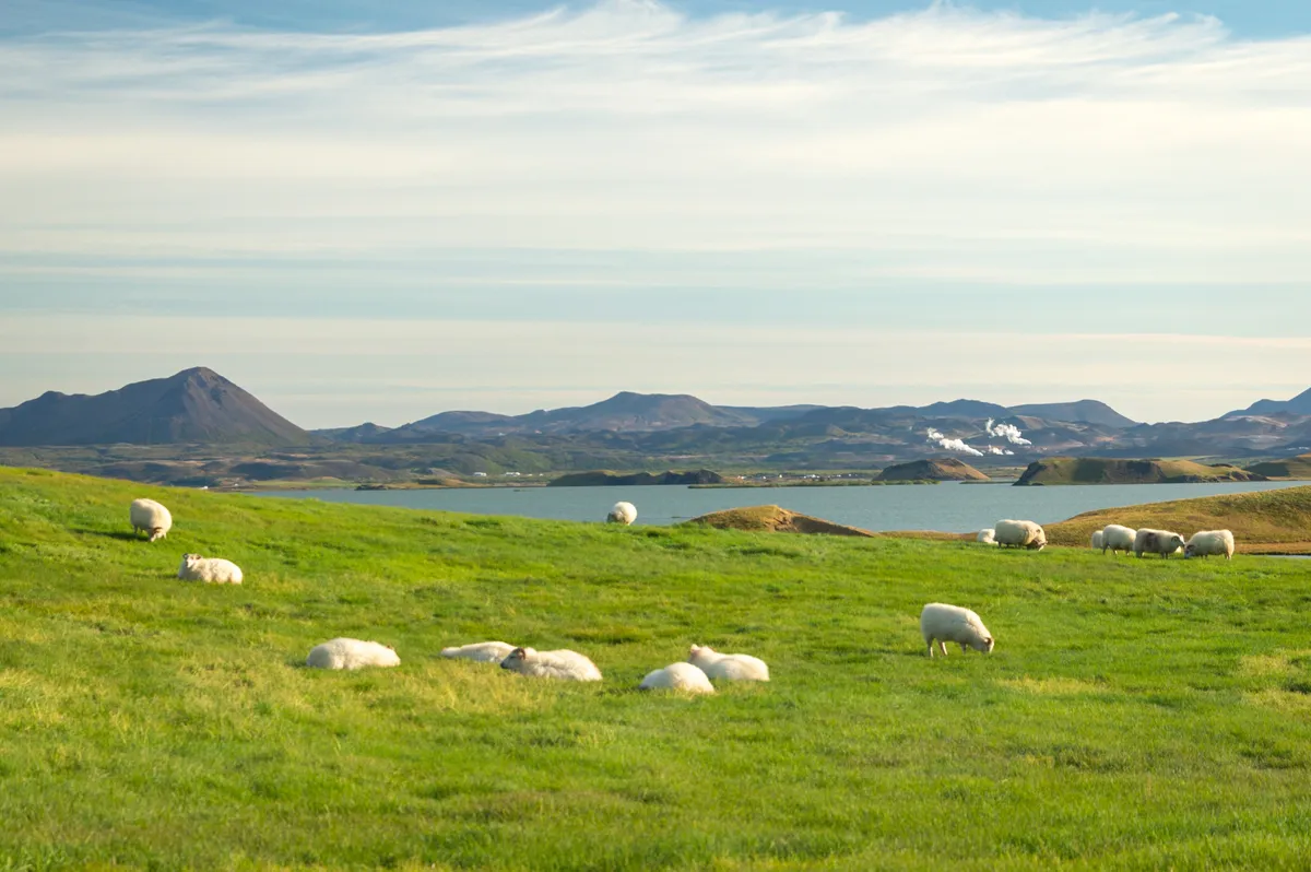 Legelésző juhok Izlandon.