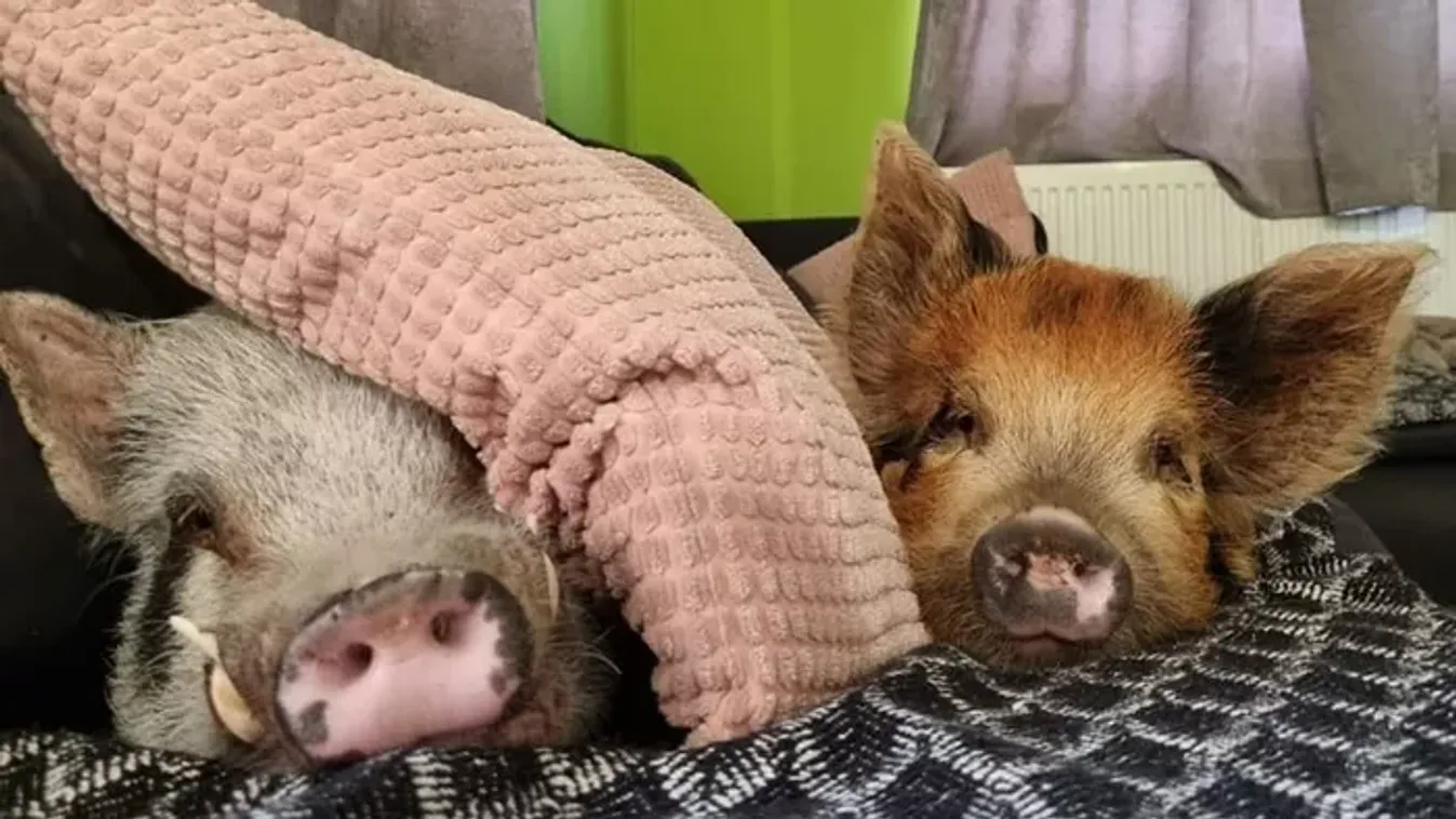 Így él Rupert, a minnesotai törpemalac, akinek a mindennapjait 51 ezren követik a TikTokon