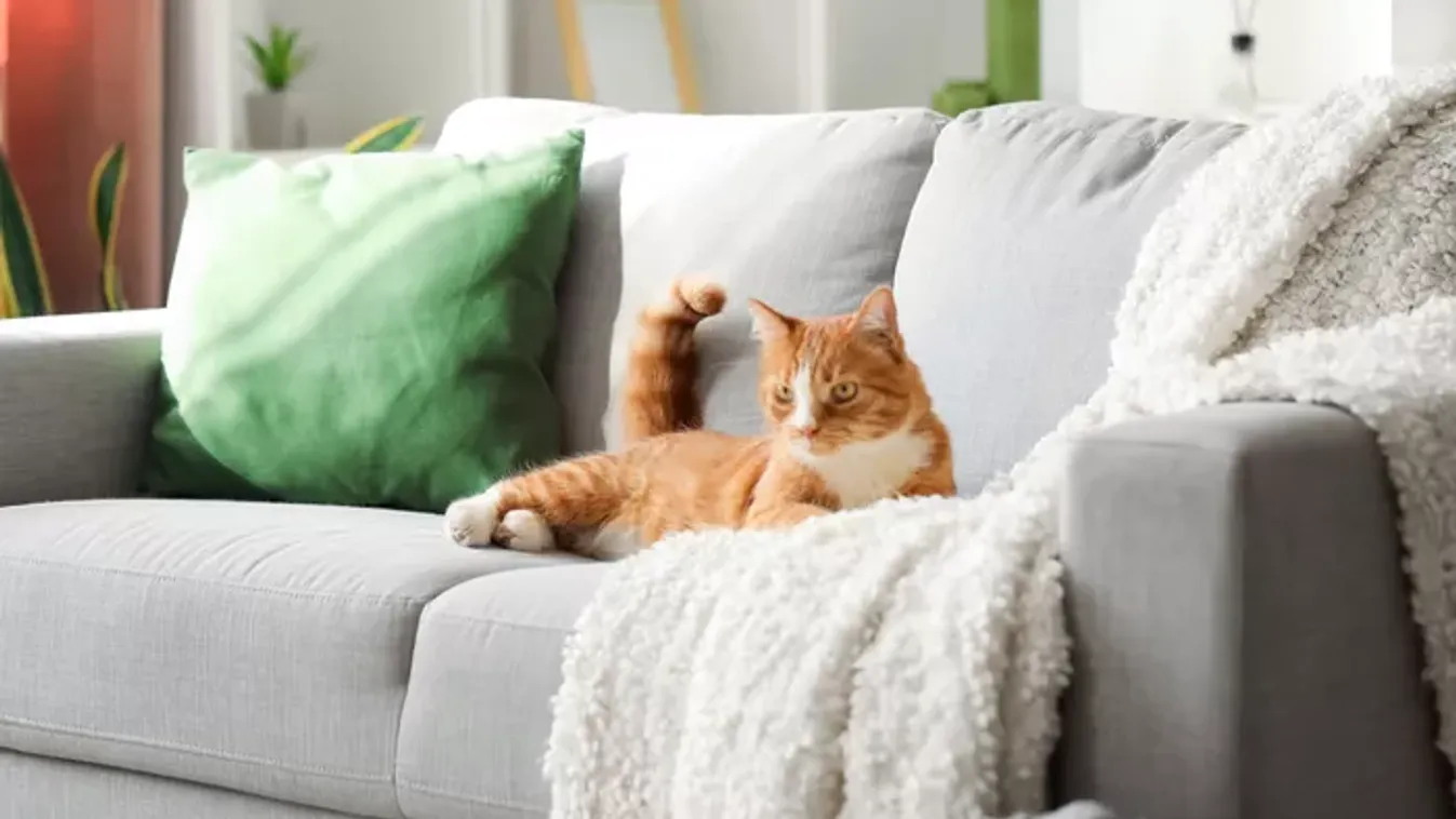 Ha így tisztítod a kanapéd, évekkel később is olyan lehet, mint új korában