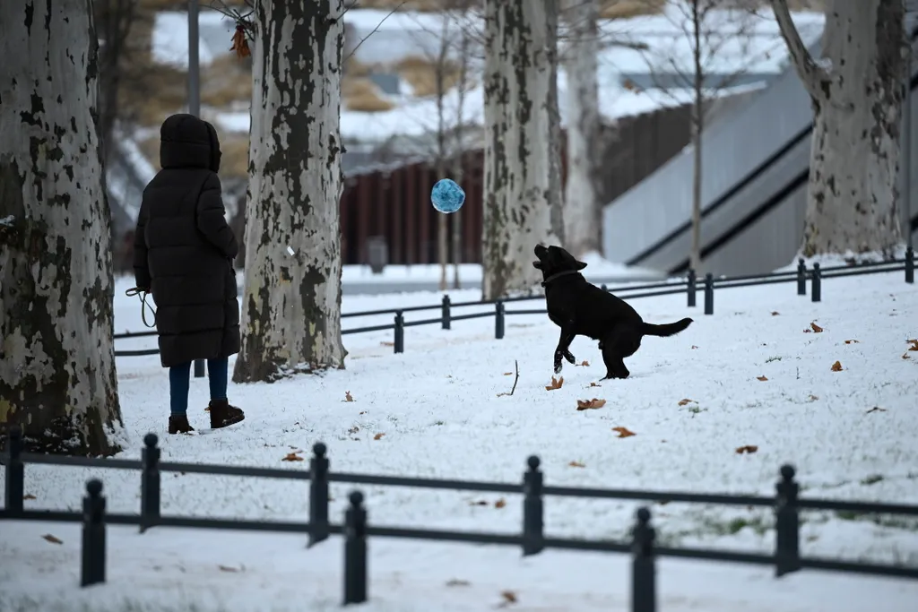 Labdával játszó kutya a behavazott Városligetben 2026. január 1-jén 