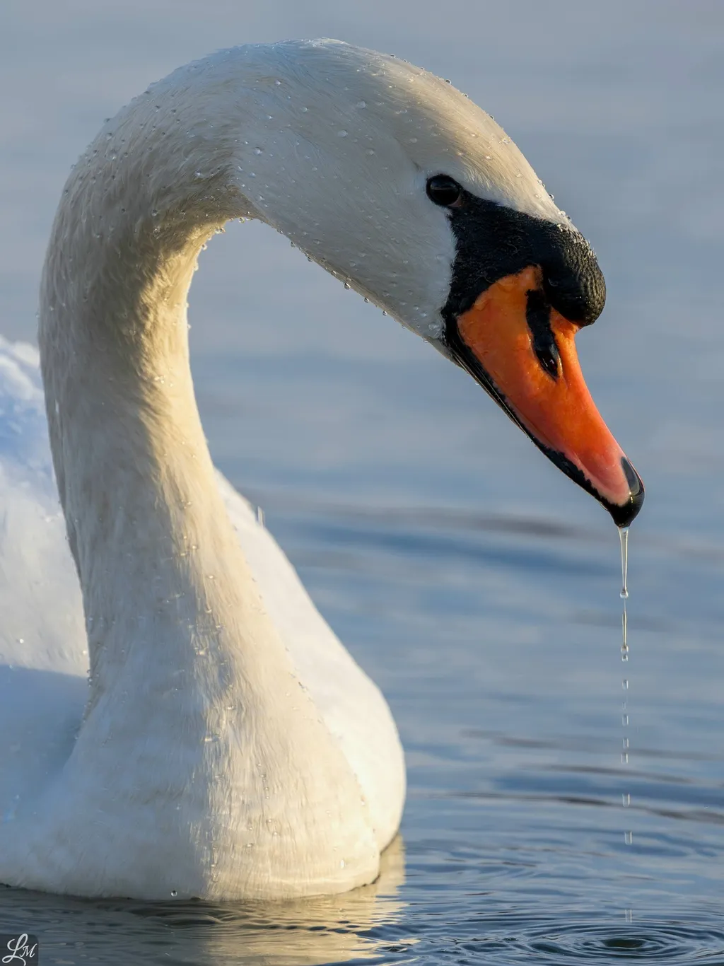 Galériás kép, ne használd máshova! 