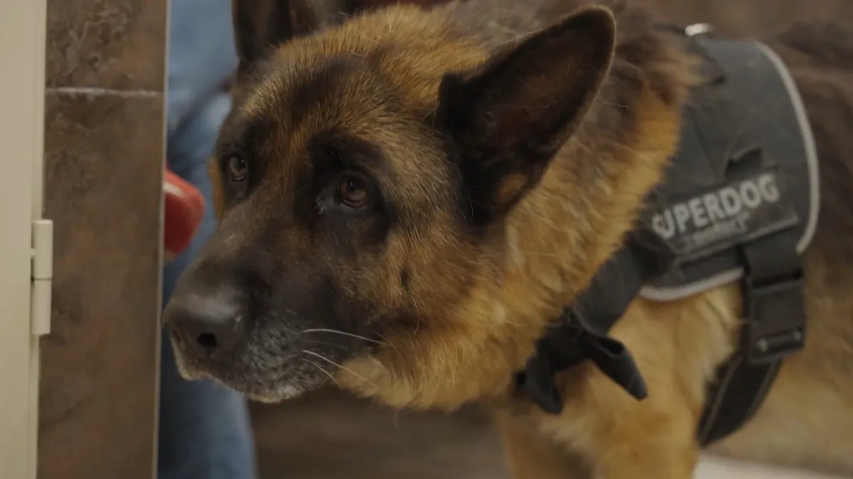 Tappancs megszeppenve áll a rendelőben