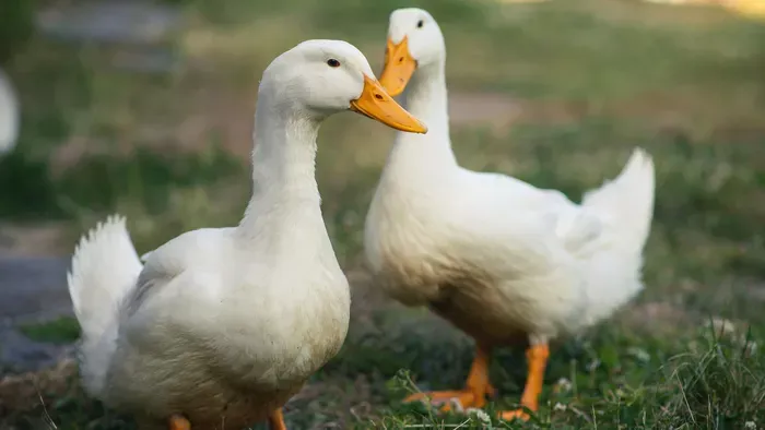 Márton-napi programok a hétvégére
