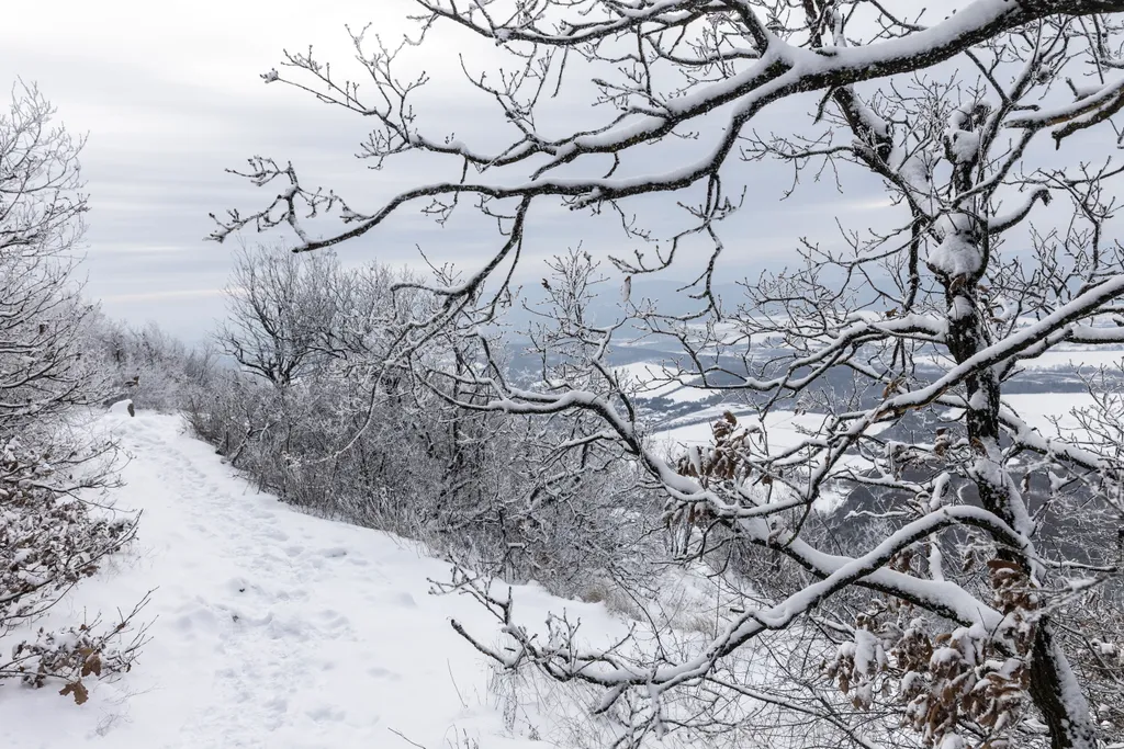 mesés a rideg telet a magyar erdőkben 