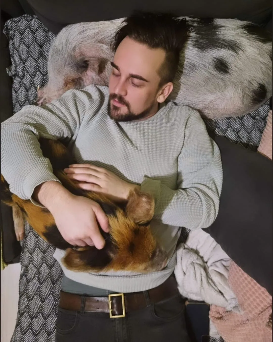 Egy férfi 2 törpemalaccal alszik a kanapén. 