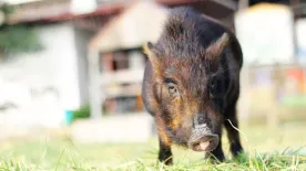 Vaddisznó elleni védekezés – 9 praktika, ami elűzheti az állatokat