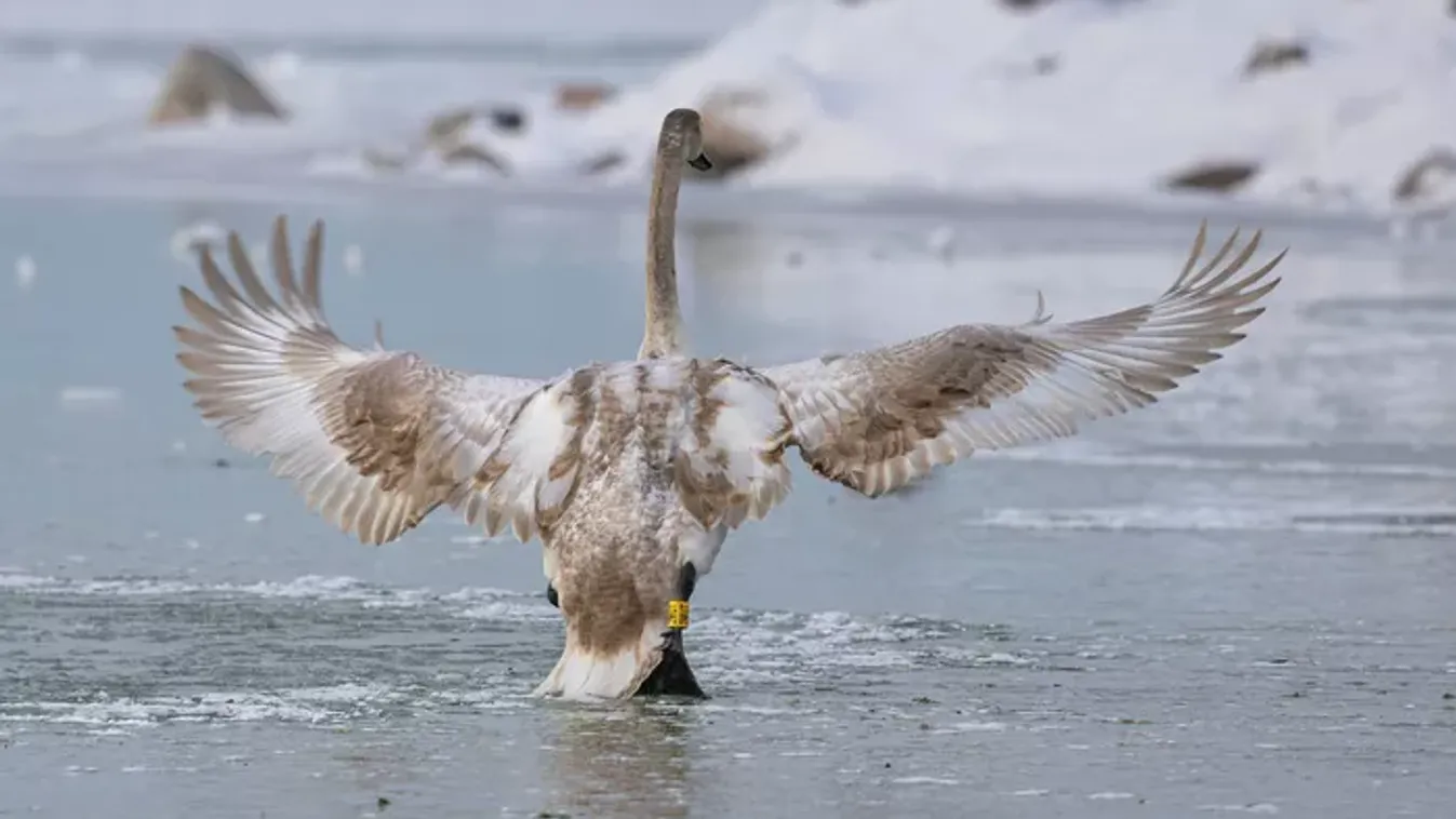 Elbűvölte az állatokat a hó és a jég világa: ilyen most a Balaton - galéria