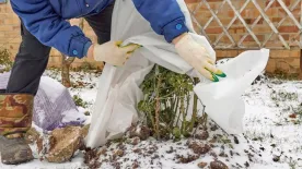 Így gondozd növényeidet a legkeményebb fagyok idején