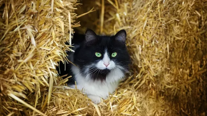 Így támogatják az állatmenhelyek lakóit az extrém hidegben