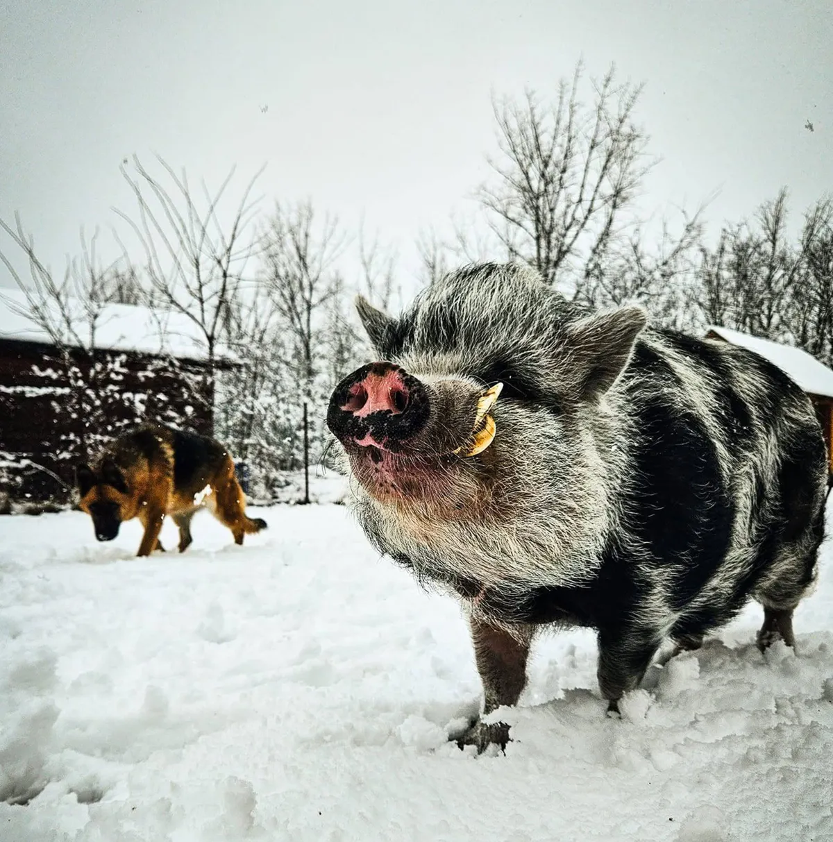 Törpemalac a hóban. 