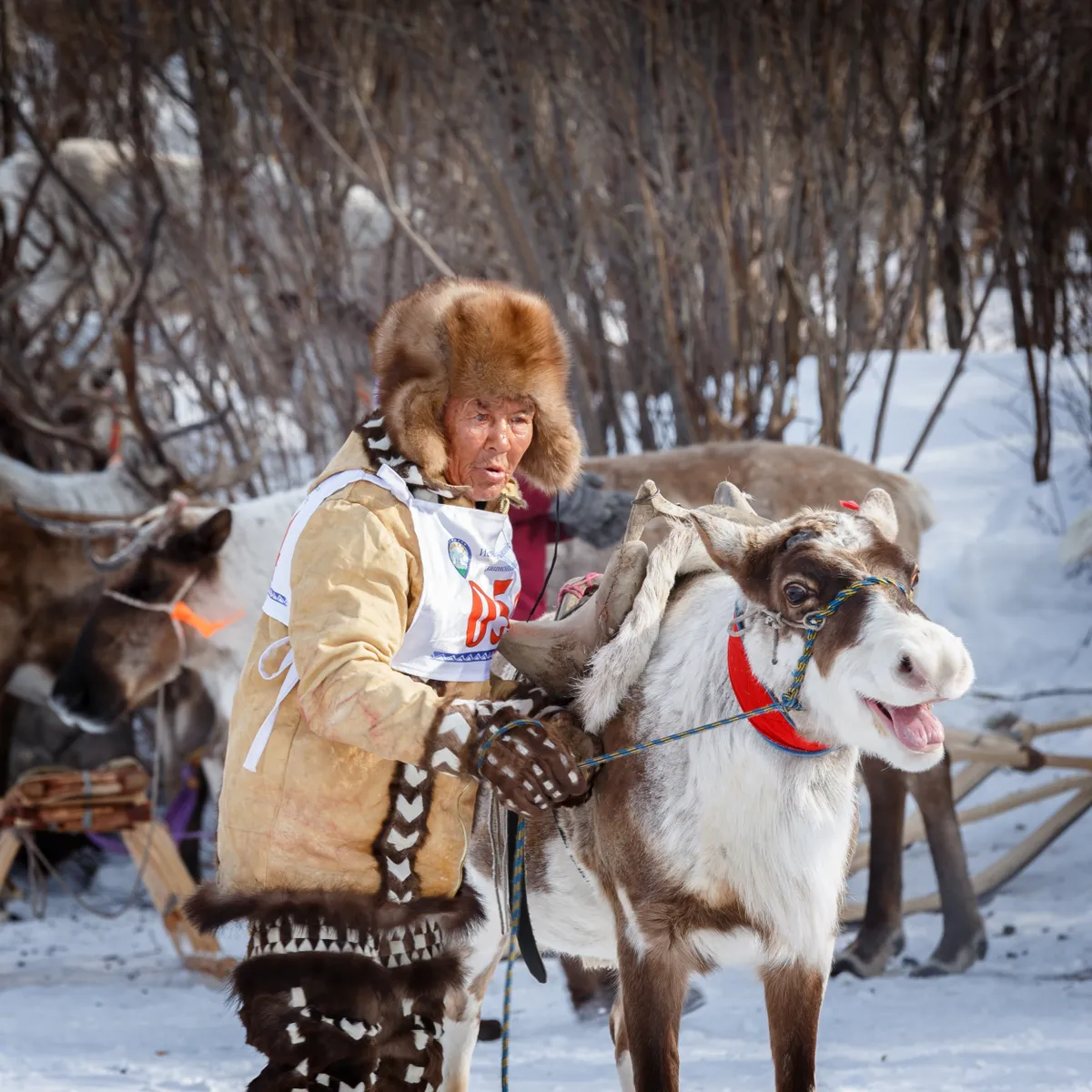 Jakutföldi idős férfi a rénszarvasaival.