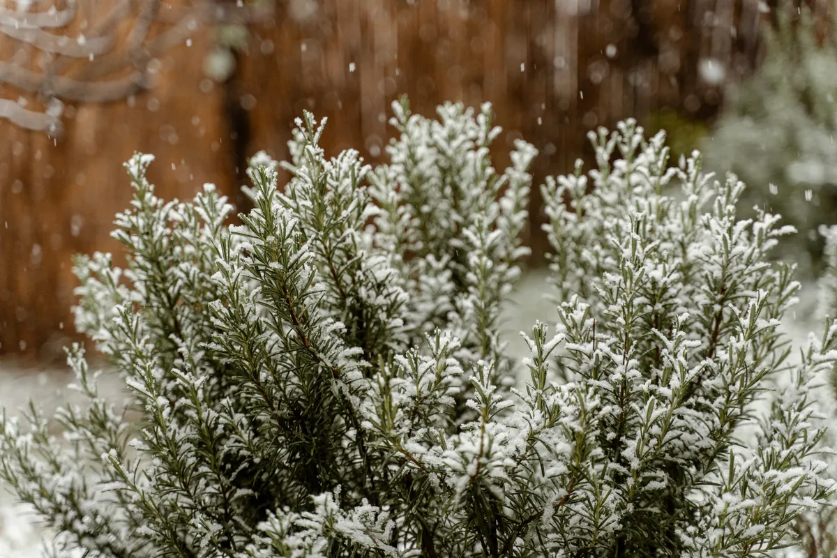 A kerti növények védelme nagyon fontos télen, kivéve, ha egy képen látható télálló növénnyel van dolgod.