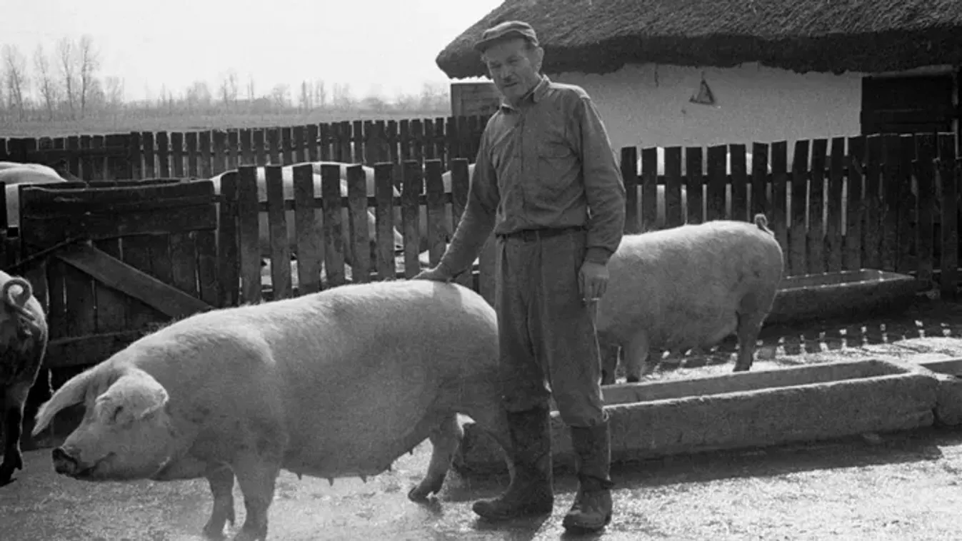 Retró disznóvágás kvíz – Lássuk, mire emlékszel a régi disznóságokból!