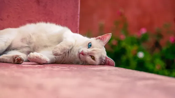 Elképesztő álommunka egy görög szigeten