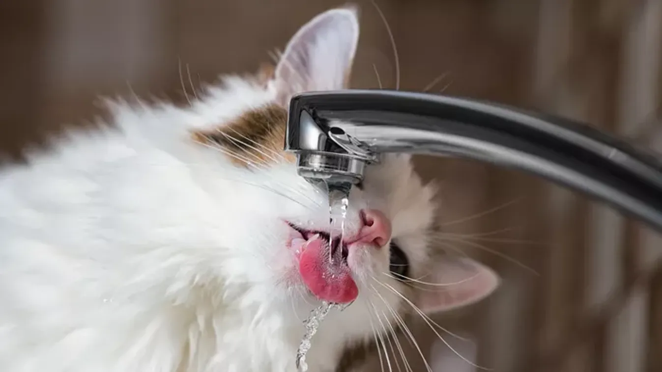 Ezért iszik a macska inkább csapból és kerüli a tálat – Macskatartóknak kötelező olvasmány