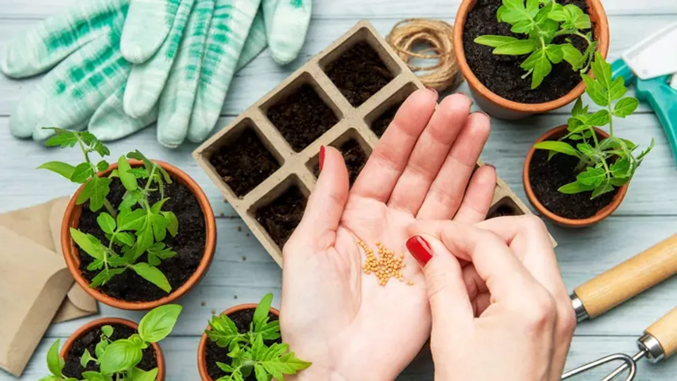Ne halogasd tovább: ezeket a magokat vesd el februárban, hogy tavaszra virágba boruljon a kerted