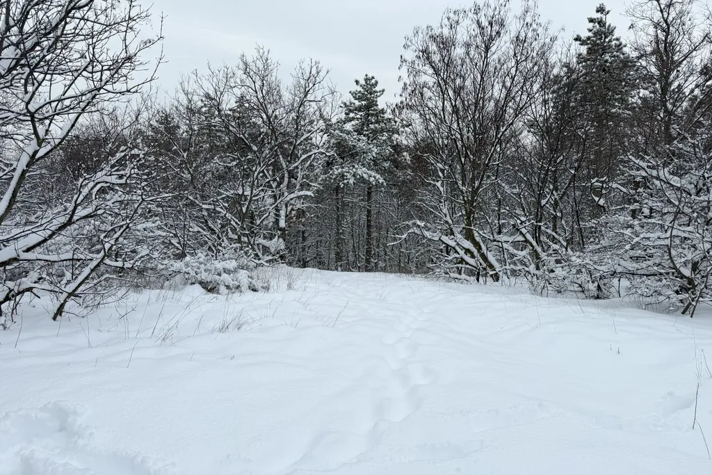mesés a rideg telet a magyar erdőkben 