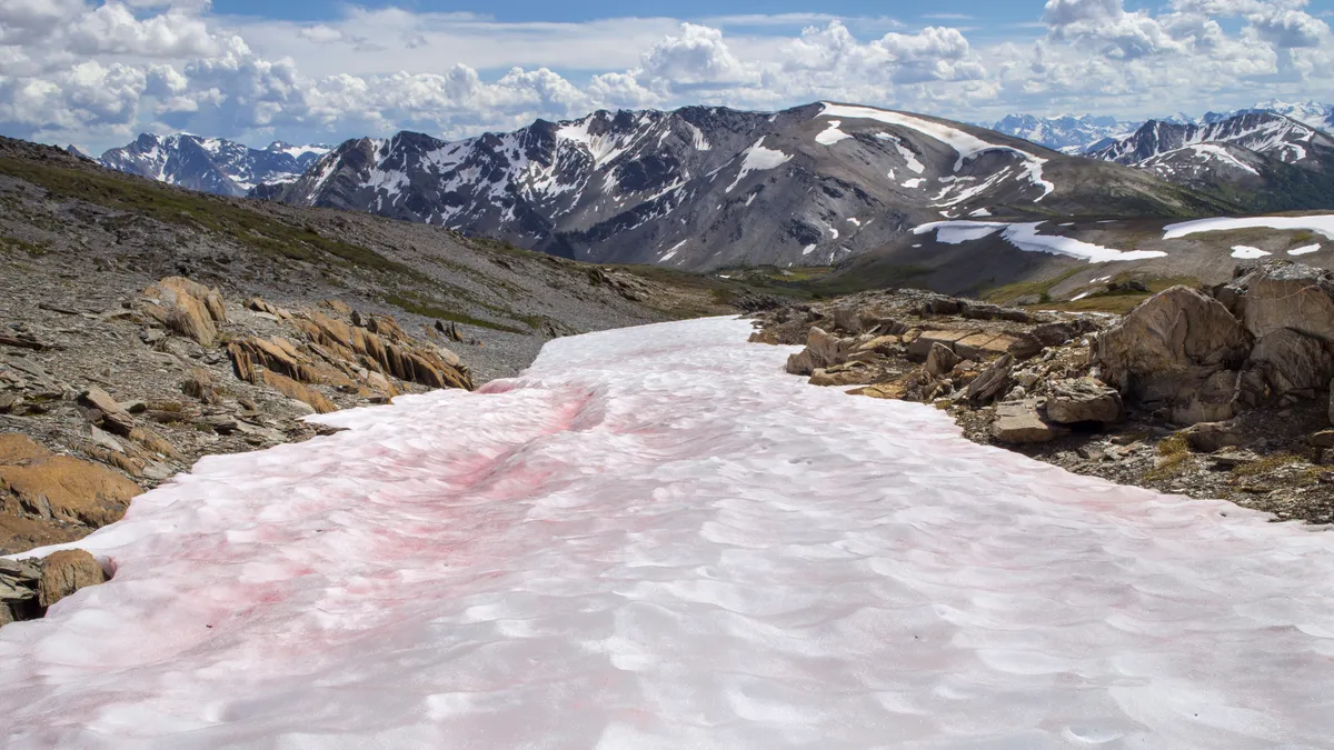 Rózsaszín hó a Chlamydomonas nivalis nevű alga miatt