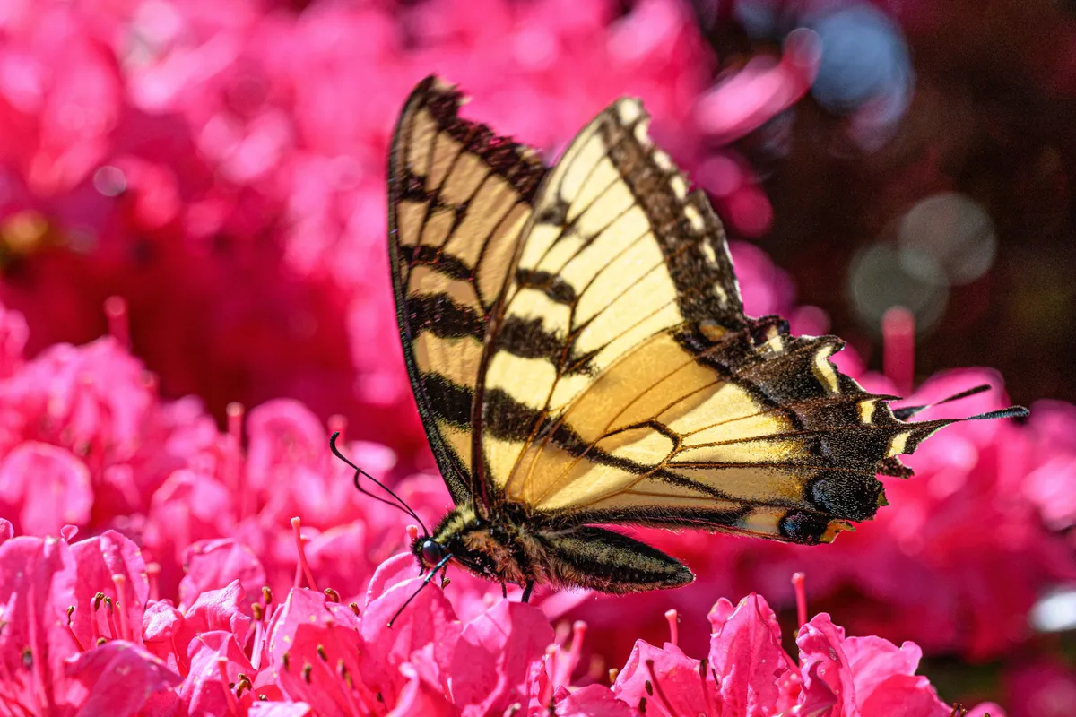A Butterfly World Antalya a Török Riviéra legújabb attrakciója, ahol pompás pillangókat nézhetünk meg természetes közegükben.