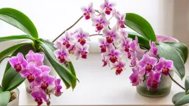 Ha így öntözöd az orchideát, biztosan elpusztul
