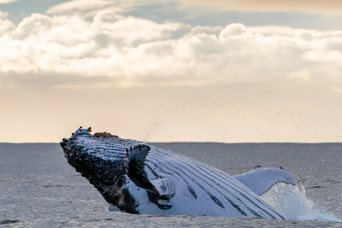 vízbő kiugró bálna, amely a hasát mutatja.