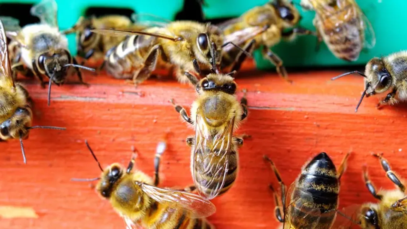 Tények és tévhitek a méhméregről – Valóban megelőzi a gyulladást és a ráncok kialakulását?